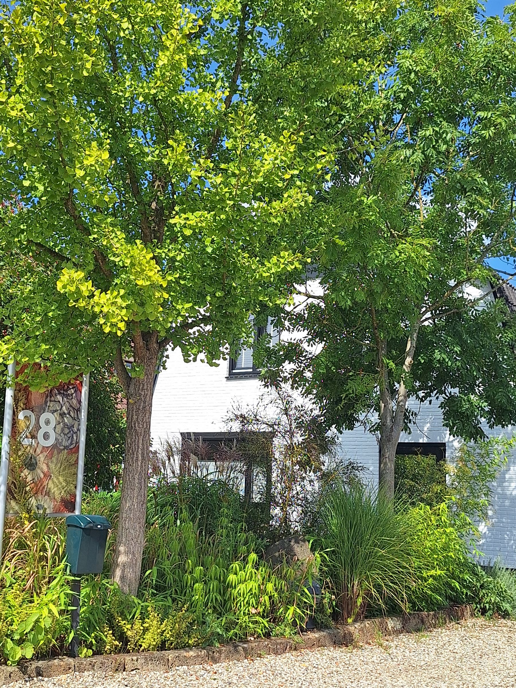 Het witte vakantiehuis achter een grote loofboom, met siergrassen en een grindpad ervoor