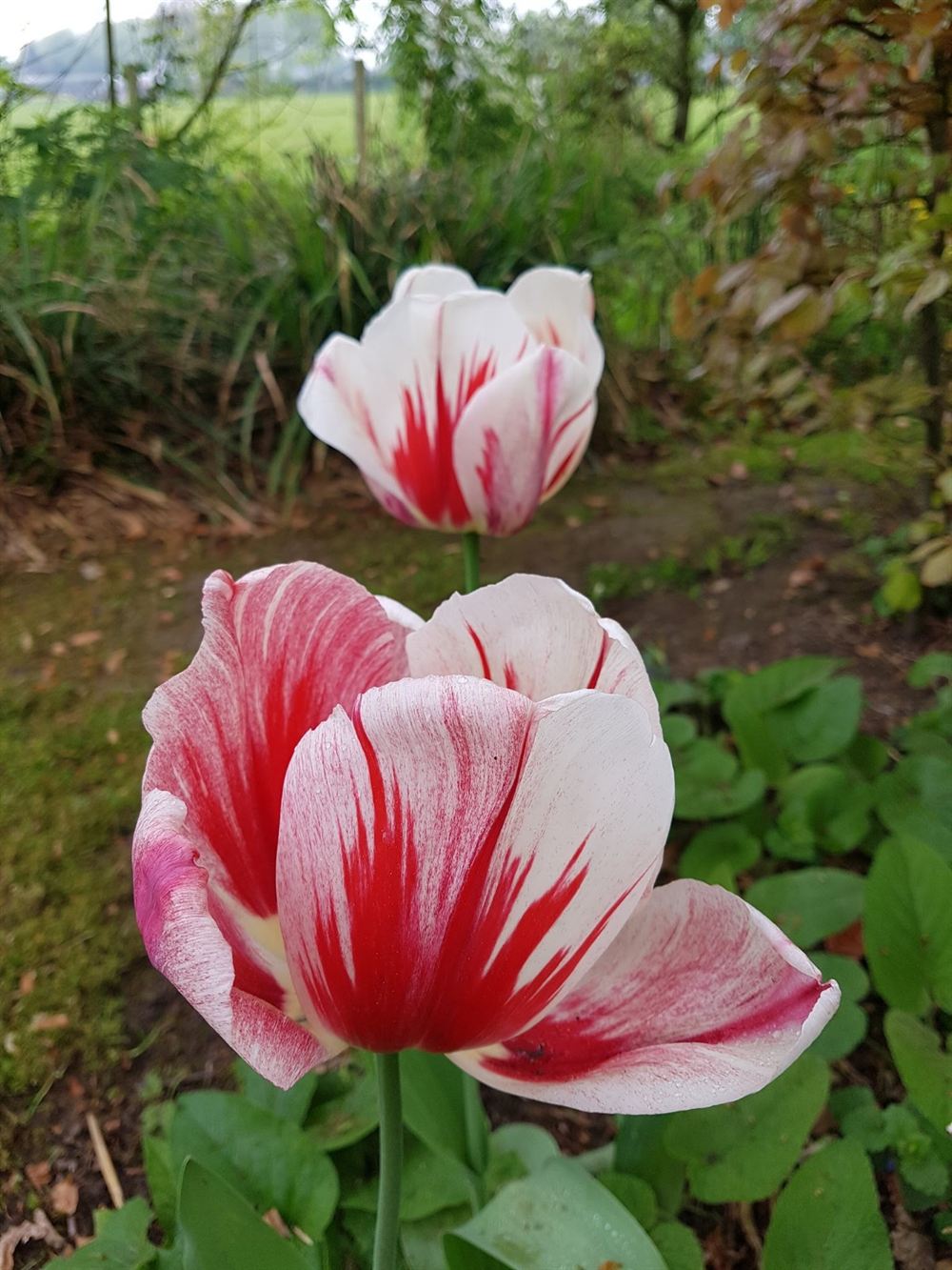 Rood-wit gevlamde tulpen in de border